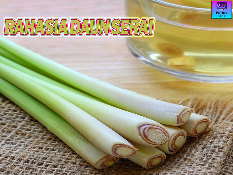 Daun Serai Menurut Polluxtier